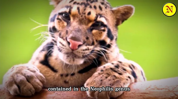 Video 6694281: forest, cat dog lion, cats wild animals, cat family animals