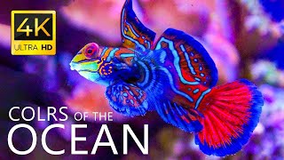 Цвета океана 4K VIDEO ULTRA HD Лучшие морские животные 4K для релаксации и расслабляющей музыки