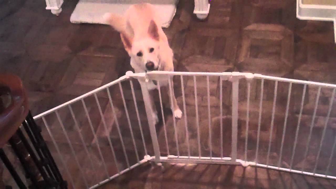 Smart Cute Dog opens gate with mouth, doors with paws.... YouTube