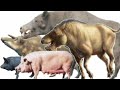 Extinct pigs compare it to the size of a human