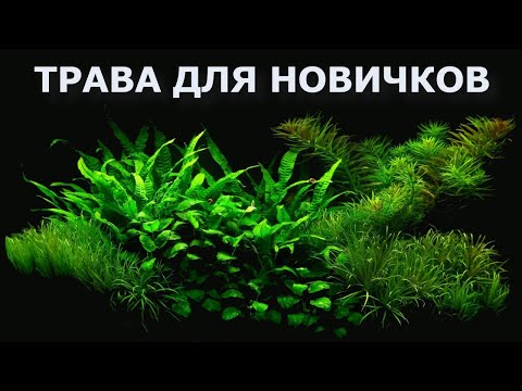ТОП аквариумных растений для новичков