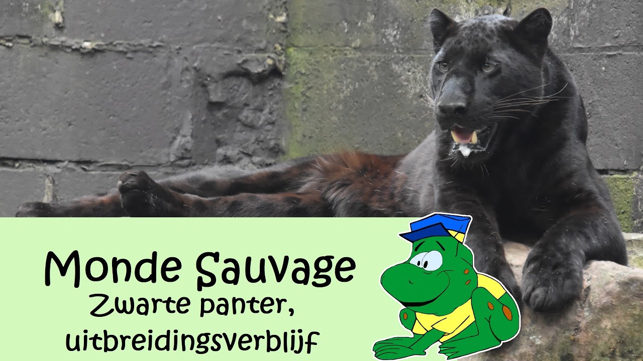Monde Sauvage, zwarte panters (uitbreidingsverblijf) - YouTube