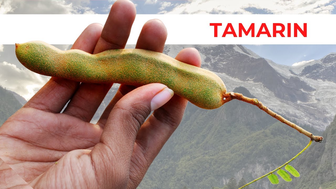Manger 1 morceau de tamarin fait cela à votre corps | Quels sont les