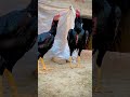 🔝 Quality Aseel 🐔😈🥵