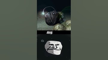 Angel Fish in 3D😱🤯 #shorts #angelfish #shortvideo #youtubeshorts #explainin3D