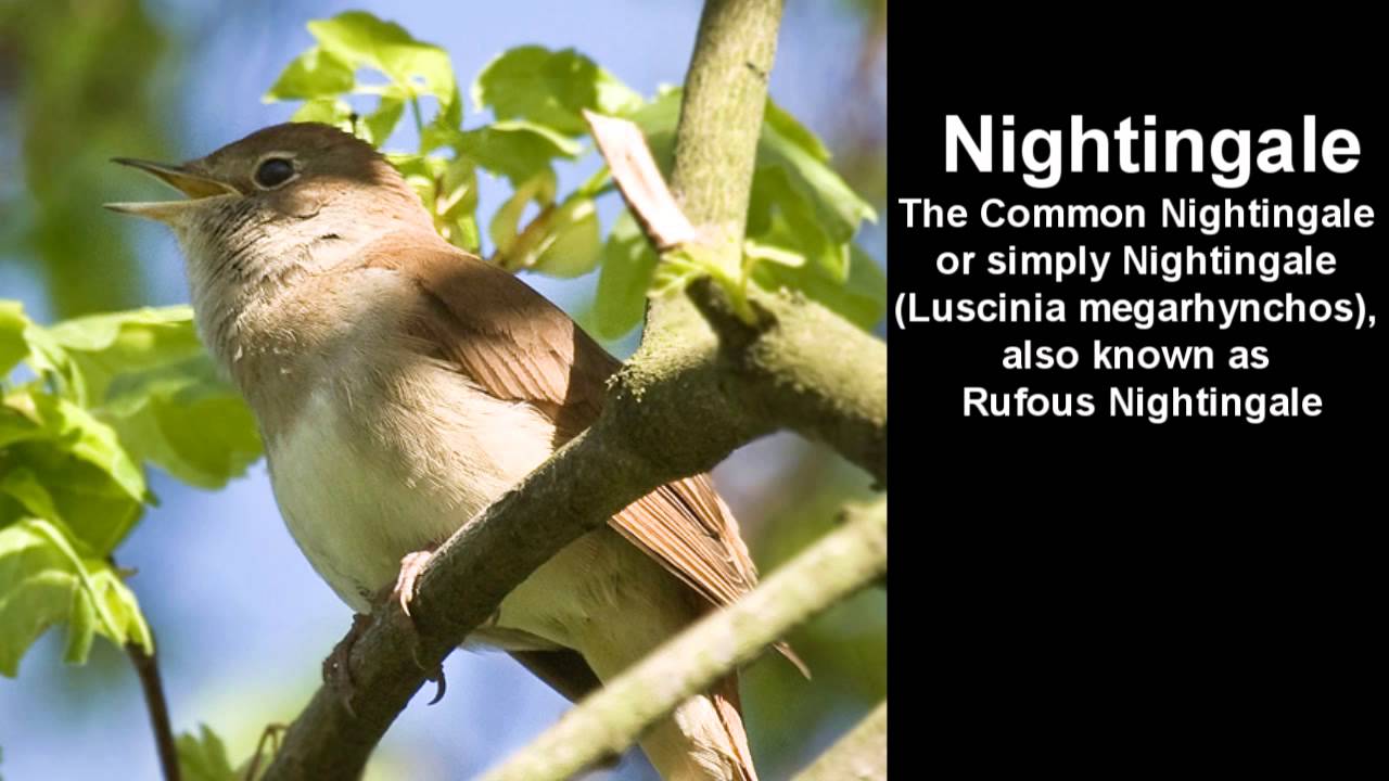 Quelle est Belle Bird Call, Nightingale