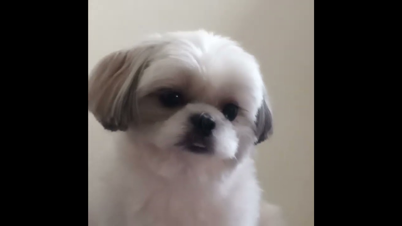 Caught on the act. Ready to vomit a color yellow just because I didnt pick her up.🥴😂🙂‍↕️