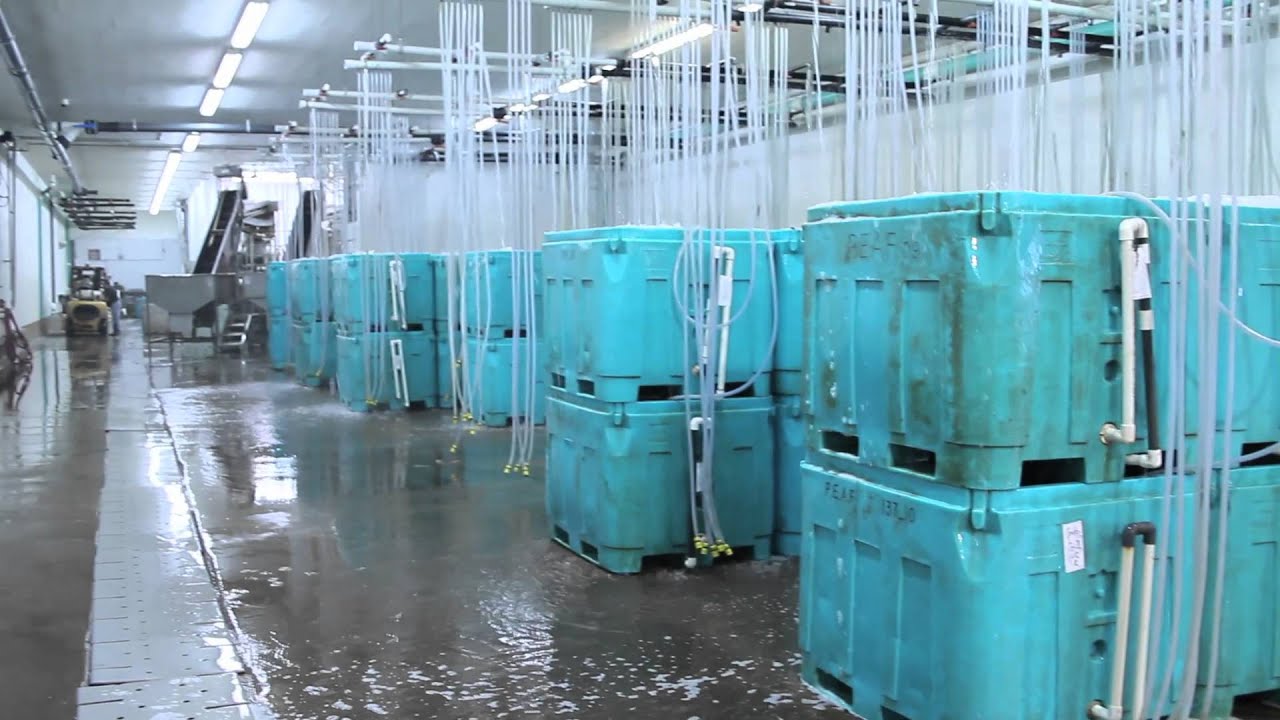 Growing Mussels on PEI! - YouTube