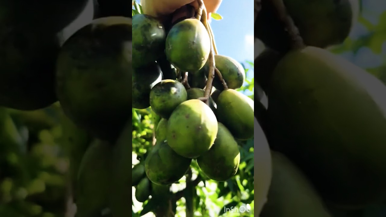 Hái cóc Thái trong vườn(Thai hog plum harvest) 