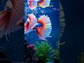 The Ultimate Betta Showdown: Virtual vs. Reality 🐠#shorts #shortsfeed #viral #youtube #trending
