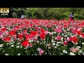 Tulips and cherry blossomsspring flowers bloom one after another 