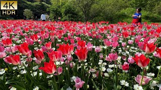 【Tulips and Cherry blossoms】Spring flowers bloom one after another. 首都圏でチューリップと八重桜が満開。