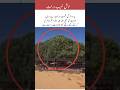 A tree from 1400 years ago #history #viral #islamicvideo #youtubevideo #ytshorts #shortvideo #edit