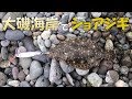 大磯海岸ショアジギング 西湘サーフ ヒラメとジェット天秤 teknik mancing casting jigging laut kanagawa jepang MANCING MANIA JAPAN