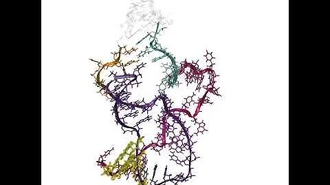RNA Folding As Its Made by Cellular Machinery