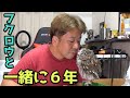 フクロウを6年間飼った感想＆皆さんからの質問に答えます