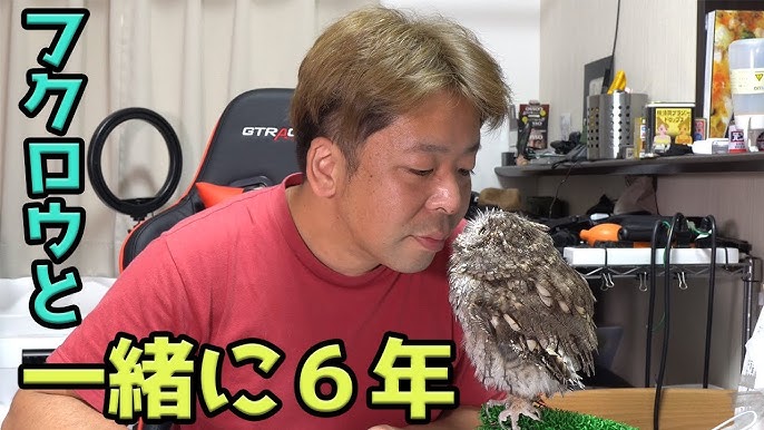 フクロウ ミミズク の飼い方 放し飼い ケージ飼い 繋ぎ飼い 死亡事故につながる飼い方 どれがいいの 毛づくろいしたりペレットを吐き出そうとしたりと可愛い今朝のくるちゃん 4 9 19 Youtube フクロウ ミミズク の飼い方 放し飼い ケージ飼い 繋ぎ飼い 死亡事故につながる飼い方 どれがいいの 毛づくろいしたりペレットを吐き出そうとしたりと可愛い今朝のくるちゃん 4 9 19 Youtube
