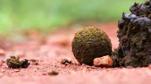 Dung beetle building a ball