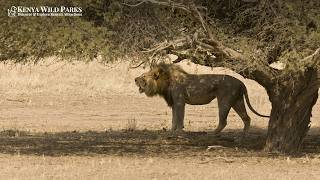 Why a Lion’s Roar Travels 8km: The Science of Lion Roar Frequency