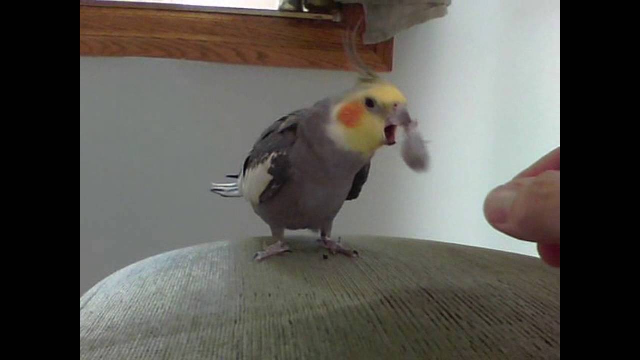 Parkit Jambul Australia Janis Parkit Paling Cantik Youtube