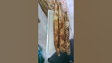 Nhục thung dung tươi sa mạc Mông Cổ