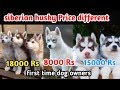 Siberian husky price difference / Siberian husky for first time owner / Puppy Price
