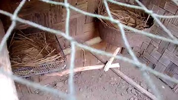 red jungle fowl (noob qaib dib cuab tuaj zoo heev)