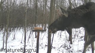 Что сняла фотоловушка? Расскажу о ней, посмотрим на мышкующую лисицу, косуль и лосиные догонялки.