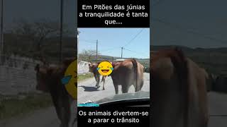 Pitões das Júnias #Shorts