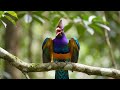 Unlock Relaxation 🌙 with Enchanting Bird Songs from the Lush Forest 🌳