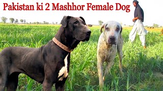 Asad Bhai Ki 2 Beautiful Bully Female Dog