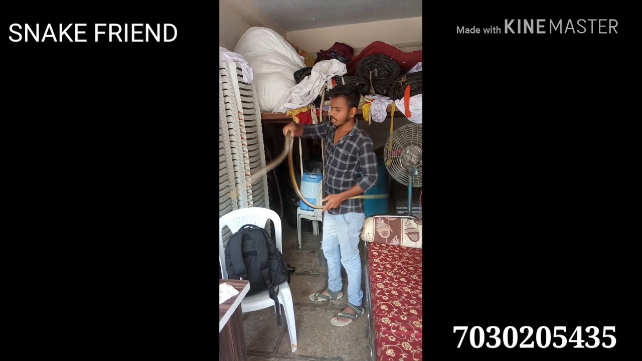 camera iphone 8 plus apk Indian Rat Snake Snake Friend Sanket Reddy Nanded:7030205435 देखीए धामन जाती का सांप कहा छुपा था..
