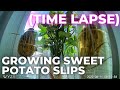 Time Lapse of Growing Sweet Potato Slips in Water (&amp; Alternative Method Sneak Preview)