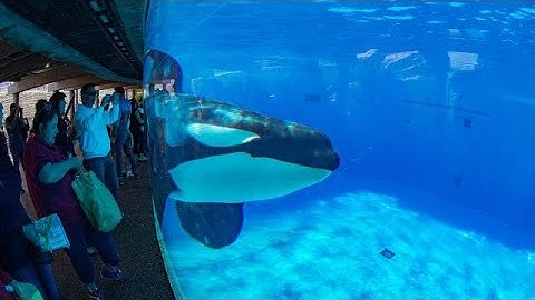 An Update on Captive Cetacean Welfare - The Paper They Tried to Suppress