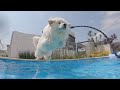 【60㎏超】超大型犬のド迫力な飛び込み!