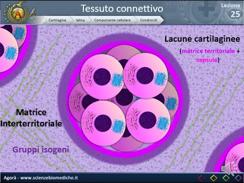 Video: I condrociti si trovano nel tessuto connettivo?