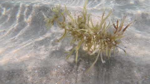 Juvenile Wrasse Hiding in Algae, Trial Bay (NSW, Australia)