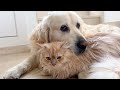 Golden Retriever Decided That a Cat is Better Than a Pillow!