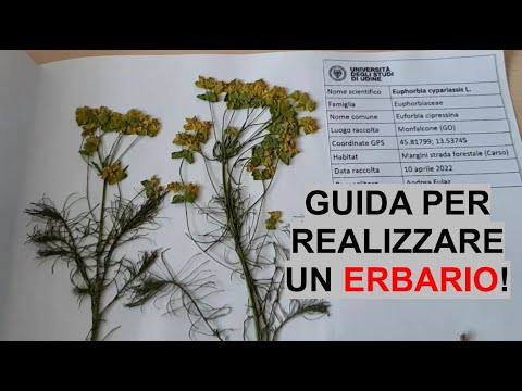 Video: Come si raccolgono le piante per l'erbario?