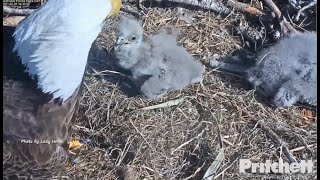 SWFL Eagles ~ A Day Of CELEBRATION!  Harriet REUNITES With Her Babies!   E18 Runs To Mom  2.5.21
