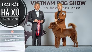 Hàng Khủng của Trại Chó Bắc Hà Xù ở Miền Đông Nước Anh (Đông Anh)/ NhamTuatTV  Dog in Vietnam