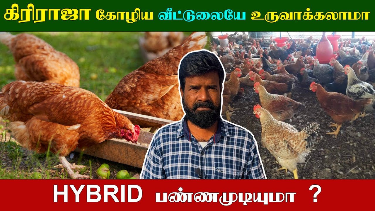 கிரிராஜா கோழிய வீட்டுலையே உருவாக்கலாமா | HYBRID பண்ணமுடியுமா ?|TAMIL|GUNA NATTUKOZHI PANNAI| 1.12.23