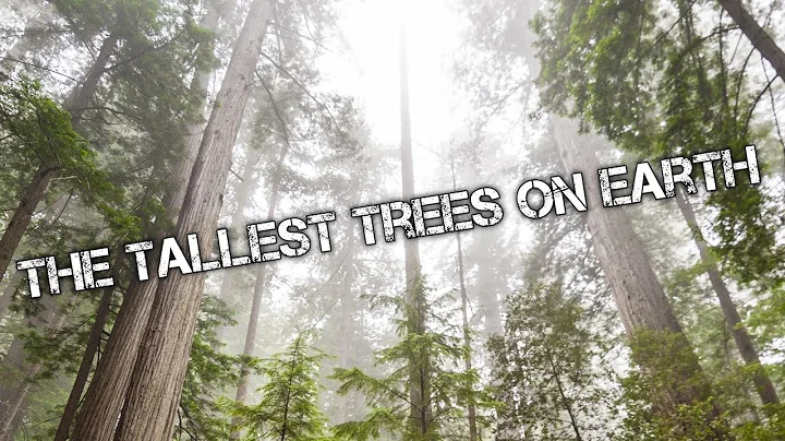 what's hidden among the tallest trees on earth...