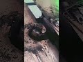 Simple Smart Idea Iron Bending Technique With Innovation Strong Easy Automatic Modern Tools #Shorts