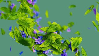 Leaf FX | Houdini vellum