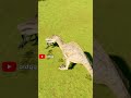Spinoraptor VS Blue Raptor - Jurassic Wolrd Evolution 3