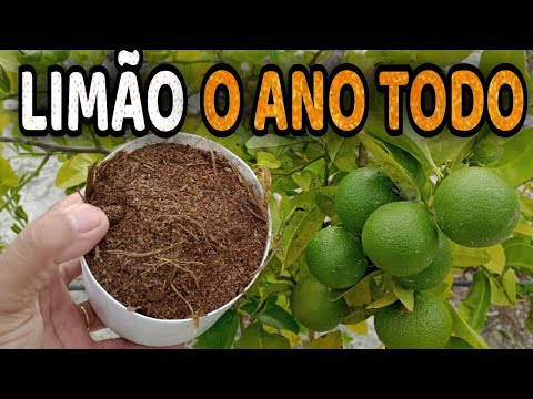 Vídeo: Como alimentar um limão em casa e quando adubar?