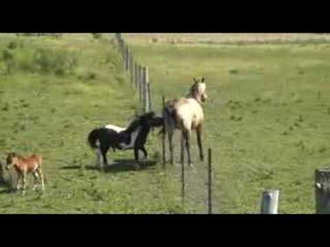 Miniature Pony - Up to a big challenge - YouTube Miniature Pony - Up to a big challenge - YouTube
