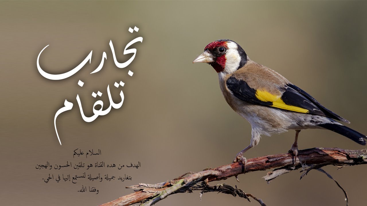 تغريد سوق اهراس المحبوب