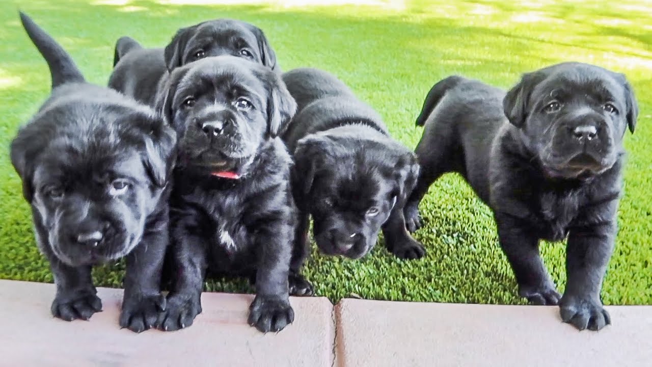 Black Lab Puppies First Adventure Outside!! - Youtube